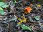 Feketedő nedűgomba (Hygrocybe conica), Budai-hegység